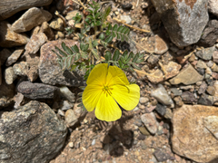 Tribulus