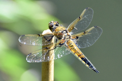 Libellula quadrimaculata