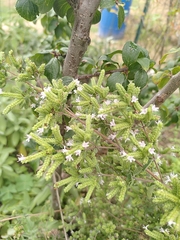 Origanum majorana