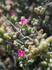 Ruschia spinosa
