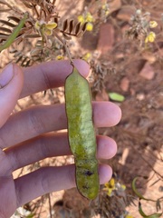 Senna artemisioides