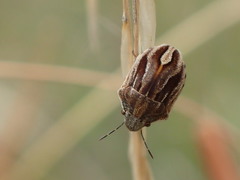 Homaemus parvulus