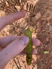 Senna artemisioides
