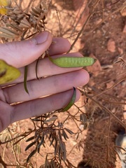 Senna artemisioides