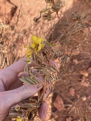 Senna artemisioides