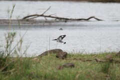 Ceryle rudis rudis