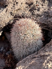 Mammillaria