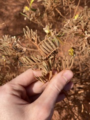 Senna artemisioides