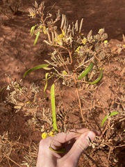 Senna artemisioides