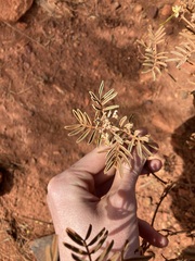 Senna artemisioides