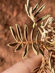 Senna artemisioides