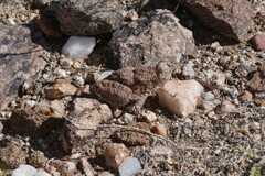 Trachypetrella anderssonii