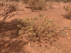 Senna artemisioides