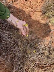 Goodenia triodiophila