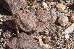 Trachypetrella anderssonii