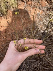 Goodenia triodiophila