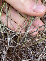 Goodenia triodiophila