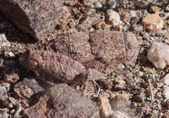 Trachypetrella anderssonii