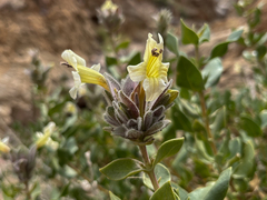 Ruellieae