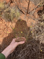 Goodenia triodiophila