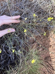Goodenia triodiophila
