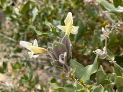 Ruellieae