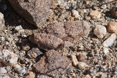 Trachypetrella anderssonii