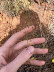 Goodenia triodiophila
