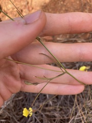 Goodenia triodiophila