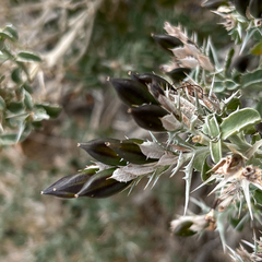 Barleria craveniae