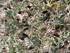 Image of Barleria craveniae