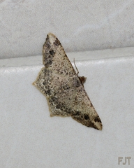 Psamatodes abydata
