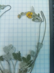 Potentilla crebridens