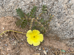 Tribulus