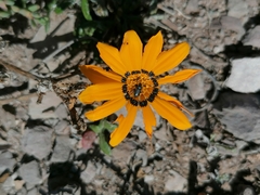 Gazania
