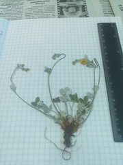 Potentilla crebridens