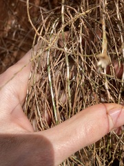 Chrysocephalum puteale