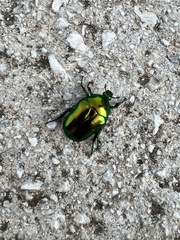 Protaetia speciosissima