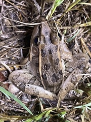 Lithobates berlandieri