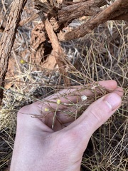 Chrysocephalum puteale