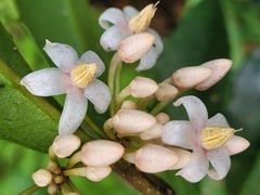 Ardisia cornudentata morrisonensis