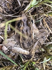 Lithobates berlandieri