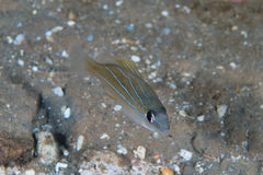Lutjanus kasmira