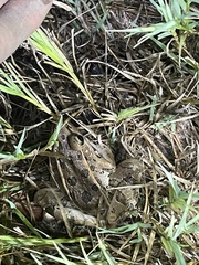 Lithobates berlandieri