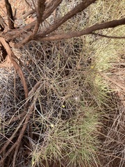 Chrysocephalum puteale