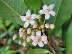 Ardisia cornudentata morrisonensis