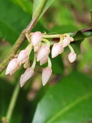 Ardisia cornudentata morrisonensis