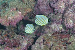 Chaetodon ornatissimus