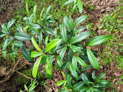 Ardisia cornudentata morrisonensis
