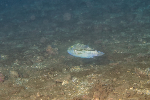 Canthigaster rivulata observed 2022-08-28